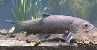 Mylopharyngodon piceus, Black carp: fisheries, aquaculture