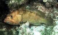 Epinephelus rivulatus, Halfmoon grouper: fisheries