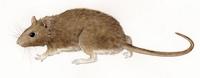 Image of: Oryzomys palustris (marsh rice rat)