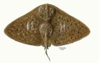 Image of: Gymnura altavela (spiny butterfly ray)
