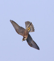 Peregrine Falcon (Falco peregrinus) photo