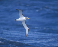 Chatham Island Albatross (Thalassarche eremita) photo