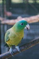 Blue-crowned Racquet-tail - Prioniturus discurus
