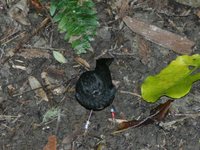 New Zealand Robin - Petroica australis