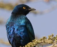 Greater Blue-eared Glossy-Starling - Lamprotornis chalybaeus