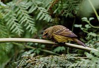 Forest Canary - Serinus scotops