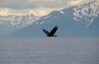 Bald Eagle Flying Near Mountains