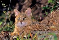 Highly elusive Jungle Cat stock photo