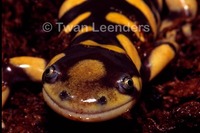: Ambystoma tigrinum; Tiger Salamander