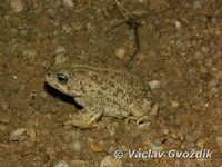 : Bufo calamita; Natterjack Toad