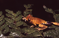 : Dendropsophus parviceps