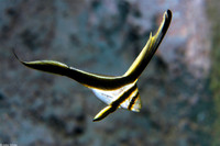 : Equetus lanceolatus; Jackknife Fish