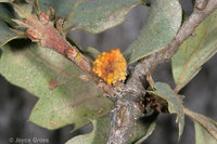 : Disholcaspis corallina; Coral Gall Wasp;