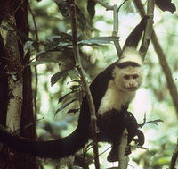 White-faced capuchin (Cebus capucinus)