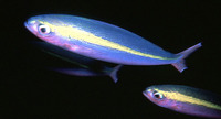 Pterocaesio lativittata, Wide-band fusilier: fisheries
