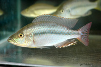 Dimidiochromis strigatus, Haplochromis sunset: aquarium