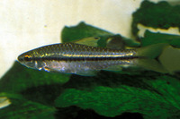 Barbus macrops, Blackstripe barb: aquarium