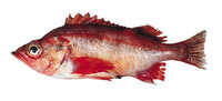 Sebastes zacentrus, Sharpchin rockfish: gamefish