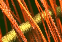 Bryaninops tigris, Black coral goby: aquarium