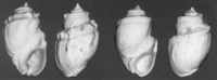 Melanopsis coaequata coaequata