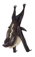 Image of: Saccopteryx bilineata (greater sac-winged bat)