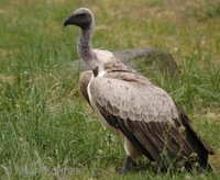 Gyps africanus - White-backed Vulture