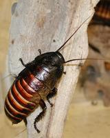 Image of: Gromphadorhina portentosa (Madagascar giant hissing cockroach)