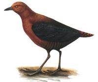 Image of: Rallina forbesi (Forbes's forest-rail)