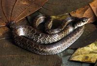 Image of: Liophis almadensis