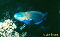 Chlorurus genazonatus - Purplestreak Parrotfish