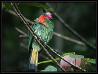 Red-bearded Bee-eater - Nyctyornis amictus