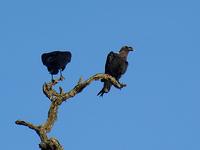 White-necked Raven (Vitnackad korp) - Corvus albicollis