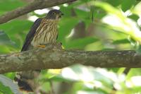 Malaysian Hawk-Cuckoo ( Cuculus fugax )