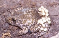 : Alytes obstetricans boscai; Midwife Toad
