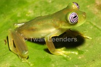 : Centrolene ilex; Ghost Glass Frog