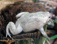 : Stereocyclops incrassatus; Brazilian Dumpy Frog