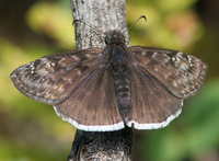 : Erynnis tristis; Mournful Duskywing