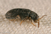 : Monoxia sp.
