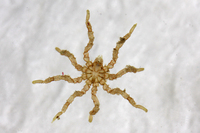 : Tanystylum californicum; Sea Spider
