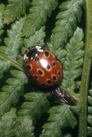 Anatis ocellata - Eyed Ladybird
