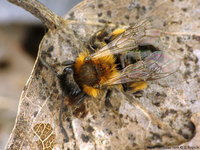 Andrena nigroaenaea