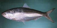 Tenualosa ilisha, Hilsa shad: fisheries, aquaculture