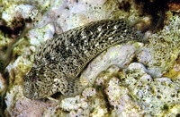 Parablennius sanguinolentus, Rusty blenny: fisheries, aquarium