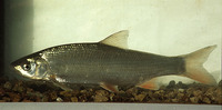 Chondrostoma nasus, Sneep: fisheries, aquarium