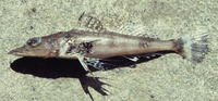 Rogadius asper, Olive-tailed flathead: fisheries