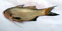 Filimanus heptadactyla, Sevenfinger threadfin: