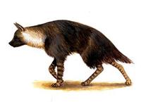 Image of: Hyaena brunnea (brown hyena)