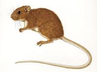 Image of: Olallamys albicauda (white-tailed olalla rat)