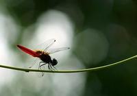 Image of: Odonata (dragonflies and damselflies)