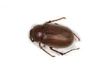 Image of: Scarabaeidae (scarab beetles)